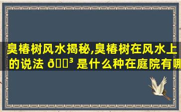 臭椿树风水揭秘,臭椿树在风水上的说法 🐳 是什么种在庭院有哪些忌讳 🐅
